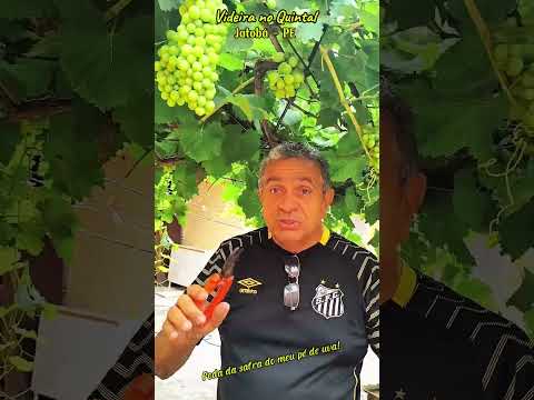 Poda do pé de uva no meu quintal em Jatobá PE.#jatoba #pernambuco #uva #videira
