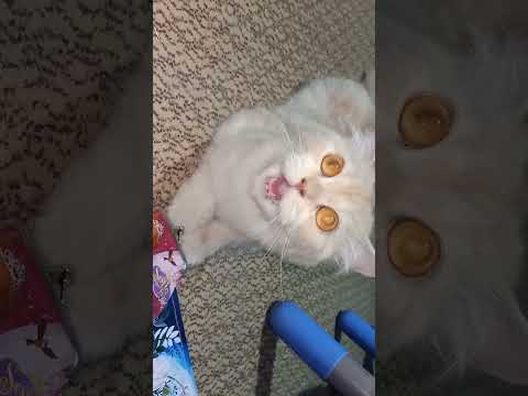 zaid is playing with cat | angry 😡 cat 😺 | Fun with zm