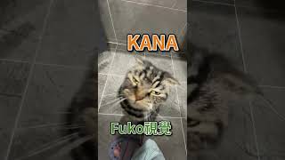 Kana撞擊fuko下巴