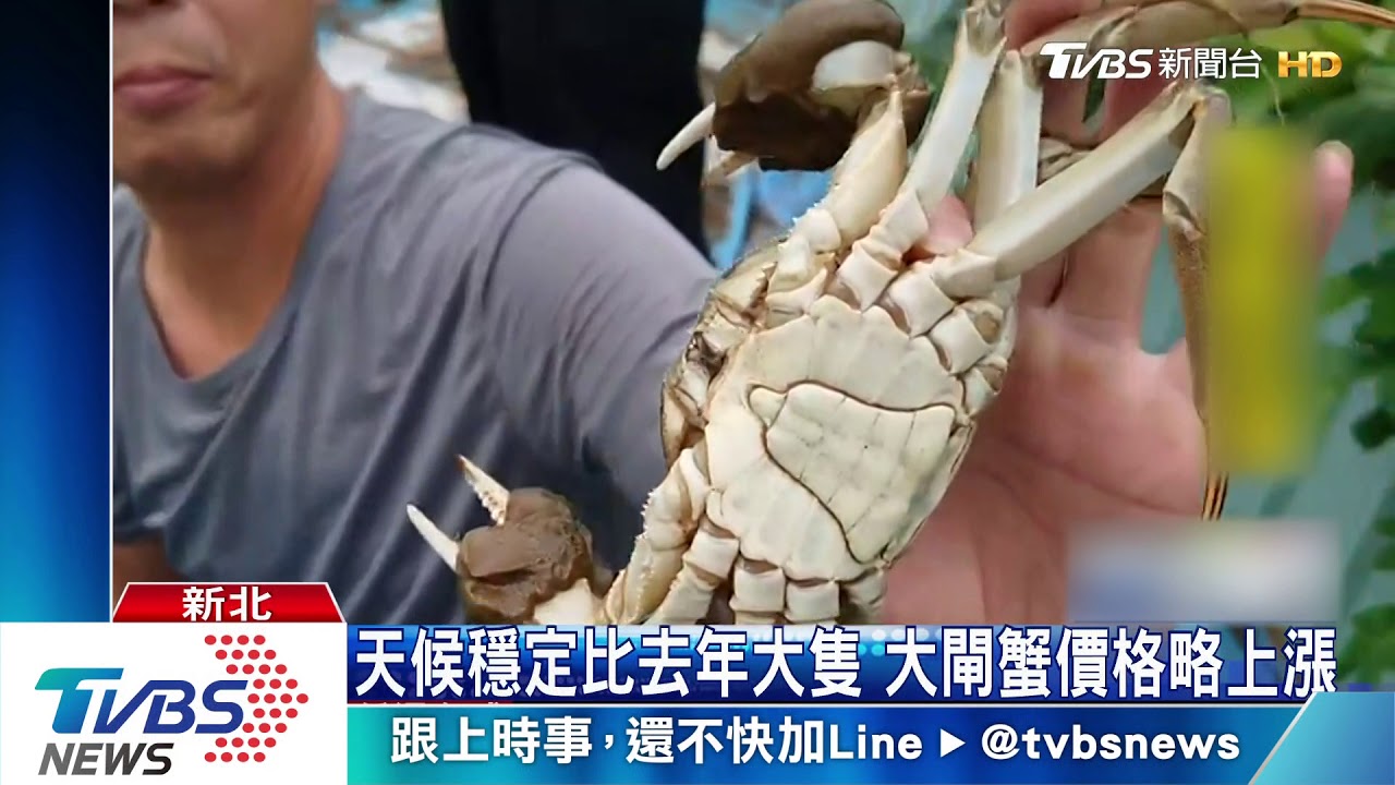 登場!蟹膏蟹黃濃郁 萬里大閘蟹搶市