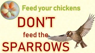 Feed chickens not sparrows with Grandpa's feeder