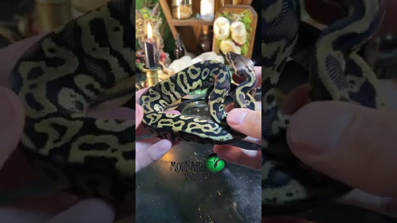 🐍 It’s critical to be able to read your snake’s body language! www.molinarosnakelab.com #ballpython