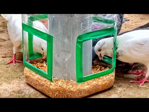 , title : 'Useful Chicken Feeder!!! How To Make a Bird Feeder with Plastic Bottle And PVC Pipe !'