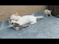 Angry Mother Cat Biting And Attacking Orphan And Her Own Kitten For Coming Close