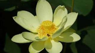 Tony Banks - Walls of Sound