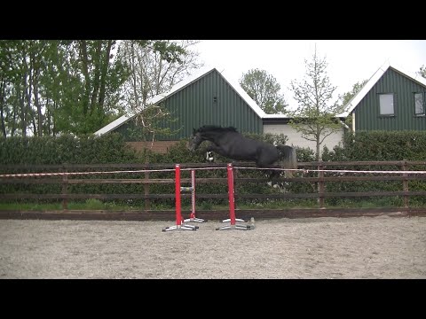 **SOLD TO UK** 4yo (2016) Humberto Ask (Cornet Obolensky) x Candoletto Stallion ~ Loose-jumping