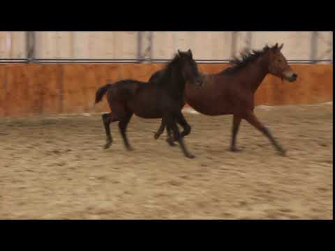 Black Power v Bernay  - Millenium - Wolkentanz - Donnerhall FOR SALE  Rappe HF RaHF Duir Ask Ichschi