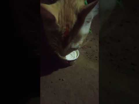 Kunjan ice cream kazhikana kanda🥰#Catlover #funny #love #tamil #song #Support❤️