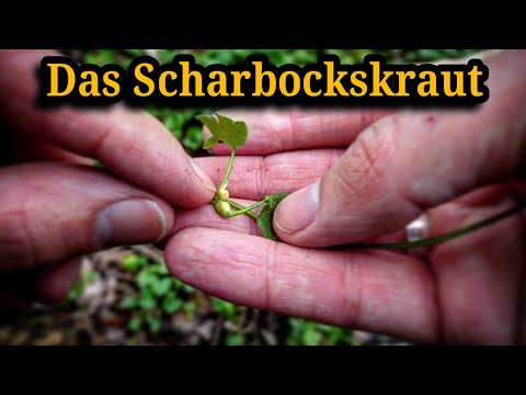 Ist das Scharbockskraut Giftig oder essbar?