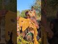 Wow😲‼️ What Hadza eats for breakfast, This raw unwashed meat is best for breakfast #villagelife