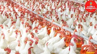 Amazing High-Tech Poultry Farm Produce more than 260 million Chickens a year, 1.5 million eggs daily