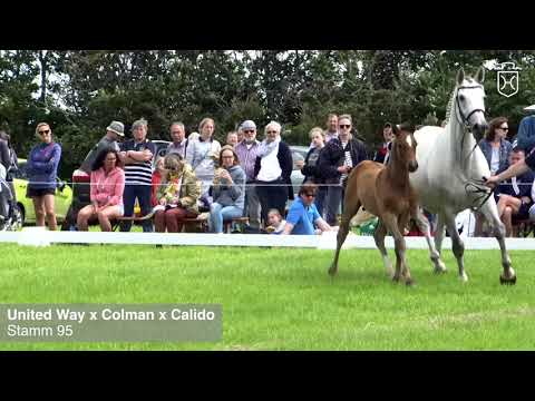 Fohlenprämierung Föhr 2020 | Hengst | St. 95 | United Way x Colman x Calido | Philipp Freier