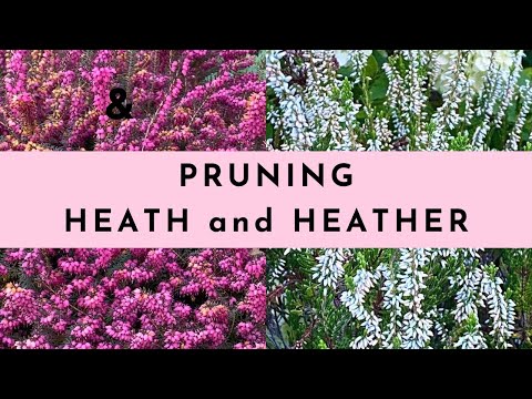 Pruning Heath and Heather