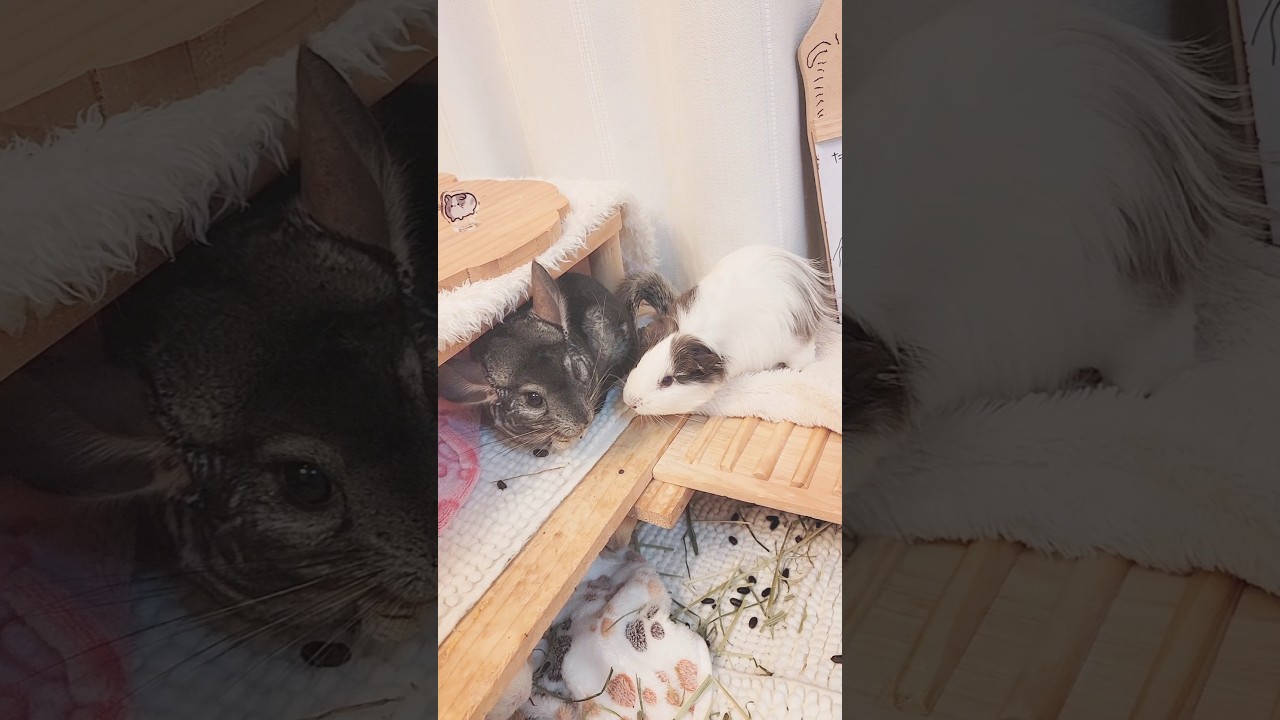 チンチラをモフってみるモルモット #モルモット #guineapig