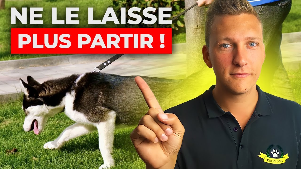 Les 5 Conseils pour que ton chien arrête de FUGUER !