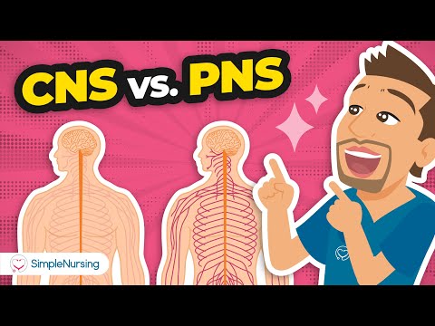 Central & Peripheral Nervous System Explained | CNS vs PNS Nursing Guide | Mini Lesson Series
