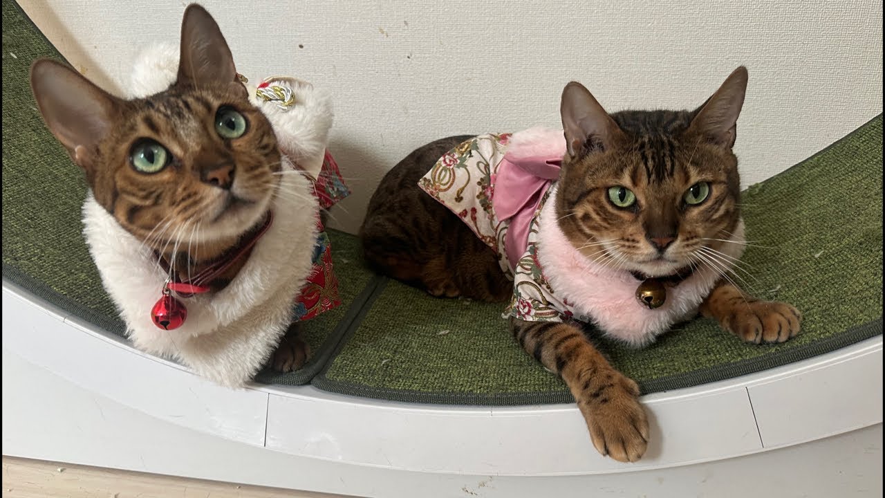 2026あけおめ生配信🎍