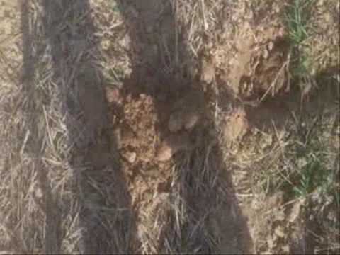 Moje Wykopki odc 257 (S03 E57) Urodzinowe Wykopki 2016