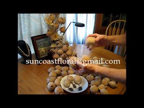 Extra Large European Poppy Pods for sale the cleanest and the best