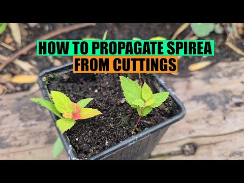 How to propagate SPIREA from cuttings
