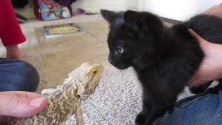 CAT MEETS BEARDED DRAGON!!