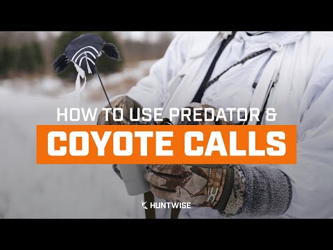 Coyote Hunting Calls | The Best Predator Calling Strategy