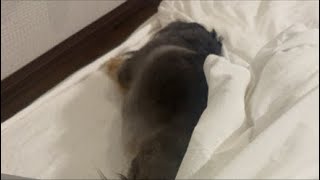 ネルくんとパパのゲリライブ🐶 | 作業や勉強、睡眠のおともに | 犬のいる暮らし