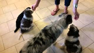 Aussie Doodle puppies at 6.5 Weeks Old