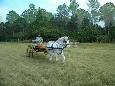 Sam Drives Razzy - Horse and 2-Wheel Carriage