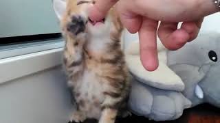 379 pleasantcats BGxBse yfCD 379 pleasantcats BGxBse yfCD