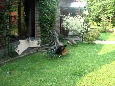 Unser Hobby-Selbstversorger-Garten Teil2 (Pfauen)