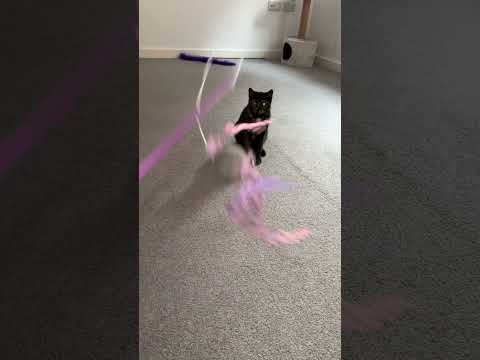 #catfunnyvideo #funplay #cat #yousubscribe #youtubeshorts #trendingshorts