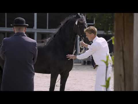 Fokdag fokvereniging Groningen Drenthe 2019