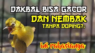 Download lagu Langkah perawatan pleci Dakbal Bahan cepat gacor dan nembak tanpa Doping mp3