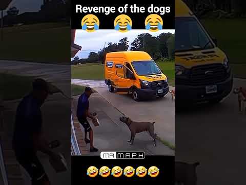 Revenge Of The Dogs????????????????????#comedy #comedyshorts #comedyvideo #memes #funny