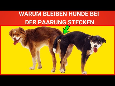 Warum Hunde bei der Paarung stecken bleiben - Deckungsprozess erklärt
