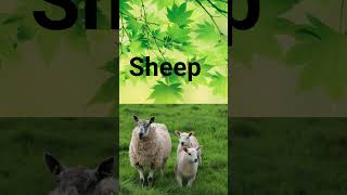 Meet the Domestic Animals | Fun Learning for Kids 🐶🐱🐴🐄