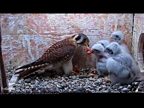 Feeding Time On American Kestrel Cam – June 28, 2018