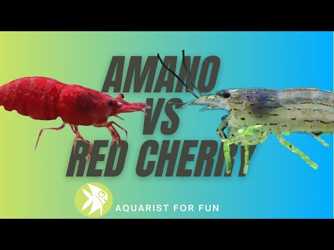 AMANO SHRIMP vs RED CHERRY SHRIMP [ Which One should you get? ]