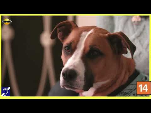 Tv Educativa Explicando a Inteligencia Animal  Netflix Dblado e com Legendas Corte 15