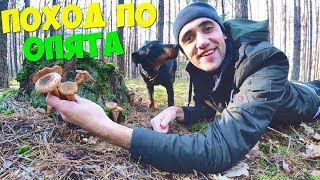 Поход по грибы опята! Готовлю рулет шаурму из опят!