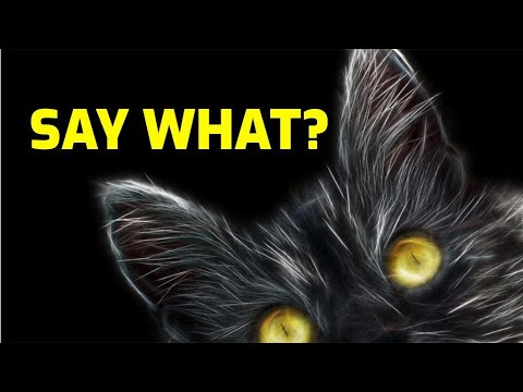 Do Cats Understand What Humans Say To Them?