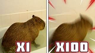 Capybara Farts SPEED X100