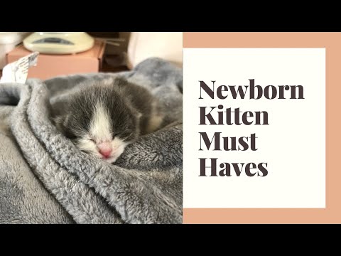 Everything You Need for Newborn Kittens