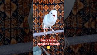 Download lagu Masteran kenari juara ,Cengkok mewah kawan !! #kenarigacor #kenaringerol #kicaumania mp3 Download lagu Masteran kenari juara ,Cengkok mewah kawan !! #kenarigacor #kenaringerol #kicaumania mp3