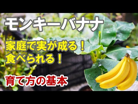 plante-exotique-bananier-haut-bananes-feuilles-jardin plante exotique