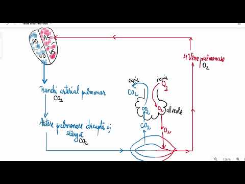 Large circulation and small circulation