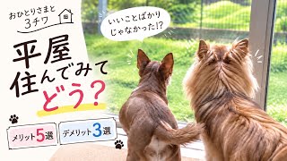 【犬と暮らす平屋】3チワと暮らしてわかったメリット5つ・デメリット3つ