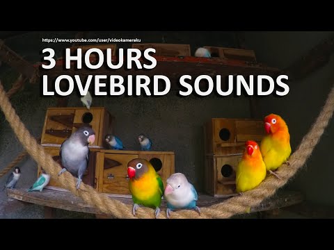 3 Hours Lovebirds Sounds - Inspecting New Nestboxes - May 2020