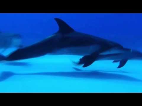 Max van Ray & Alёna Nice   Love is Illusion Unofficial Video Clip 720